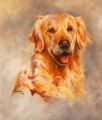 Dieren